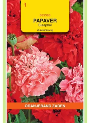 Zdjęcie produktu dla Oranjeband Mohn 'Mohnblume Paeoniflorum' - mieszanka, 1 opakowanie nasion