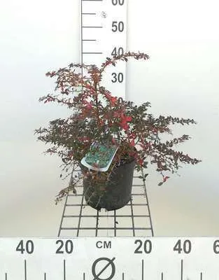 Immagine prodotto di Berberis frik. 'Amstelveen' - Immergrüne Kugelberberitze Amstelveen 25- 30 cm Contenitore