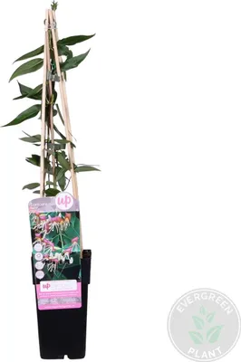 Image de Bloomique - Lonicera henryi - Chèvrefeuille - Orange et rouge - Plantes grimpantes - Plantes de jardin - Persistantes - Rustiques - Hauteur 50-70 cm - Pot 15 cm