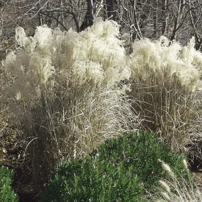 Produktbild von 6 x Chinaschilf Graziella - Miscanthus sinensis 'Graziella' | Topf 9cm x 9cm