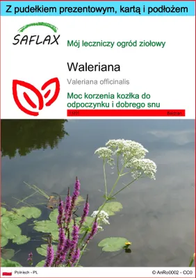 Zdjęcie produktu dla SAFLAX - Zestaw prezentowy - Waleriana - 200 Nasiona - Z pudełkiem upominkowym, etykietą wysyłkową, kartą podarunkową i podłożem uprawowym - Valeriana officinalis
