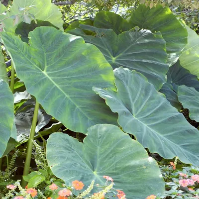 Produktbild von Colocasia Esculenta Knolle Taro Zehrwurz Elefantenohr Wasserbrotwurzel 1 St.