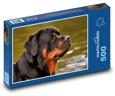 Obrázok produktu pre Puzzle 500 Rotvajler pri vode - martinpuzzle