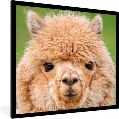 Produktbild von MuchoWow® Gerahmtes Poster Alpaka - Wolle - Braun 40x40 cm - Poster mit Schwarzem Bilderrahmen Wandposter Rahmen Foto Bilder - Mit Rahmen - Wanddekoration Schlafzimmer