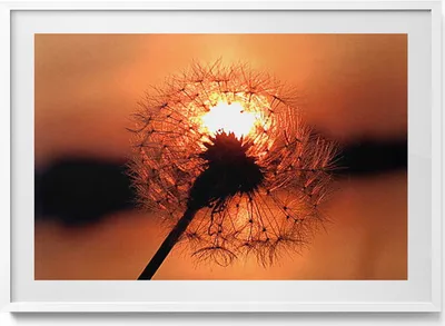 Produktbild von Schmeißfliege bei Sonnenuntergang– Wandbild mit Rahmen – Gerahmtes Bild  – Wanddekoration – 100x70 cm –  Weiß Rahmen