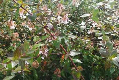 Image de Abelia grandiflora - Abelie chinoise 50- 60 cm en conteneur