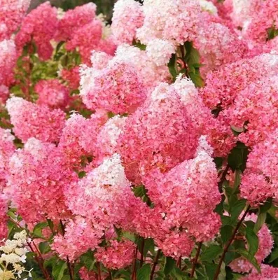 Immagine prodotto di 2 x Ortensia paniculata - Ortensia paniculata 'Framboisine'®, in vaso, altezza 30-40 cm