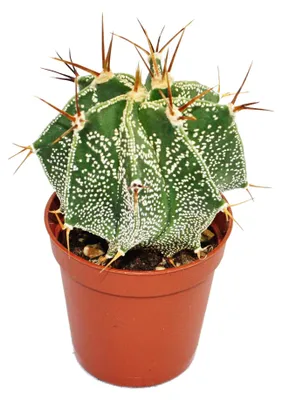 Zdjęcie produktu dla Astrophytum ornatum – kapelusz biskupi – w doniczce o średnicy 5,5 cm