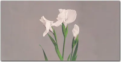 Produktbild von Coloray - Bild aus Glas - 120x60 cm - Dekoration wohnzimmer wanddekoration gehärtetes Glas Küche glasblock mit bild - Blumen Pflanzen