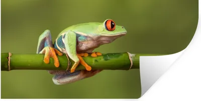 Produktbild von MuchoWow® Wandtattoo Wandsticker Wandaufkleber Rotäugiger Quecksilberfrosch auf Bambus 80x40 cm Selbstklebend und Repositionierbar - Aufkleber