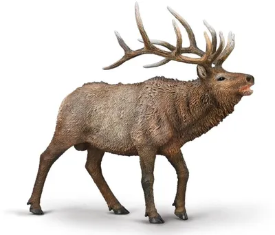 Immagine prodotto di Collecta Moose XL - animale selvatico giocattolo in plastica dipinta a mano