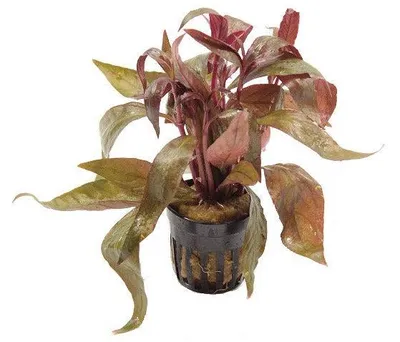 Productafbeelding van Aquaflora Alternanthera Lilacina | in 5 cm pot