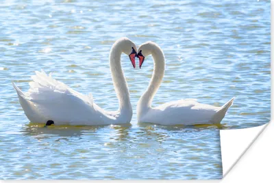Produktbild von MuchoWow® Poster Vögel - Schwan - Wasser - Liebe - Sonne 180x120 cm - Fotoplakat