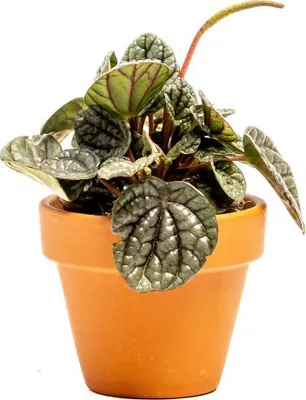 Obrázek produktu pro Gardners Peperomia Greyhound, průměr 6 cm