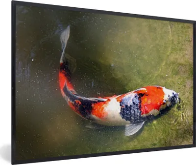 Produktbild von MuchoWow® Gerahmtes Poster Ein Koi-Karpfen auf dem Grund eines Teiches 30x20 cm - Poster mit Schwarzem Bilderrahmen Wandposter Rahmen Foto Bilder - Kunstdruck - Bild-Poster