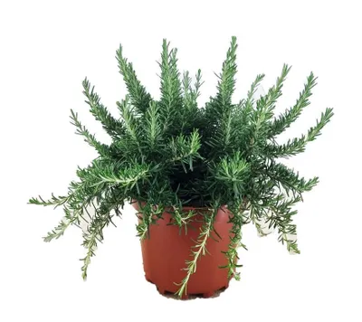 Produktbild von Hängender Rosmarin Prostratus 3L Topf winterhart immergrün Kriechrosmarin aromatisch pflegeleicht Balkon Garten Kräuterpflanze