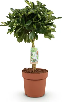 Productafbeelding van Schefflera goud Capella 70-81cm 21cm Fingerbaum in groen-goud kantoor kamerplant
