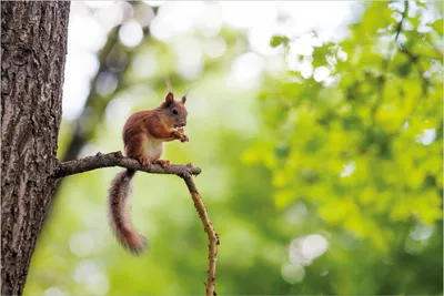 Produktbild von Wallario Poster - Eichhörnchen auf einem Ast, Kunstdruck Größe: 61 x 91,50 cm