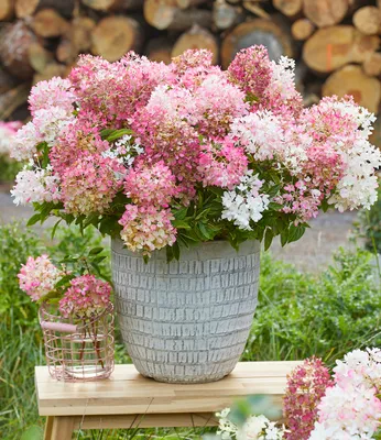 Produktbild von BALDUR-Garten 1x Niedrige Hortensie 'Groundbreaker®', Pflanze im 14 cm-Topf, Hydrangea paniculata Groundbreaker® Blush, wird maximal 40 cm hoch, extrem reichblühend, als Bodendecker geeignet