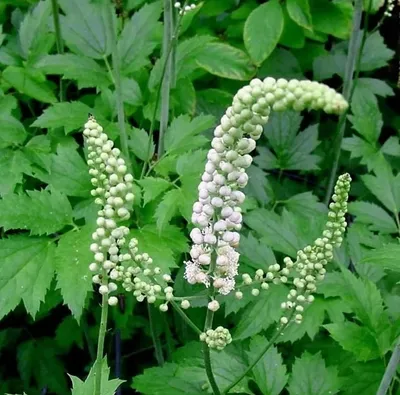 Produktbild von 6 x Christophskraut - Actaea racemosa  | Topf 9cm x 9cm