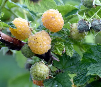 Produktbild von Dehner Bio Himbeere Sugana® Twotimer®, strauchförmige Selbstbefruchter-Sorte, 30-50 cm exkl. Pflanztopf, gelbe süsse Früchte, Beerenstrauch