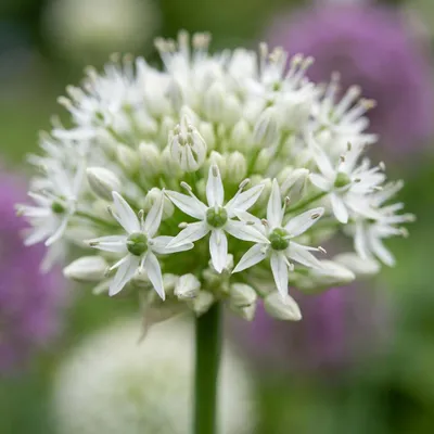Image de 6x Allium Mount Everest - Sierui - Wit - Zomerbloeier - Bolmaat 16/18