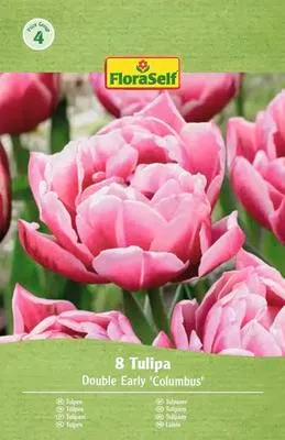 Obrázek produktu pro Tulipány plnokvěté FloraSelf 'Columbus' 11/12 8 ks