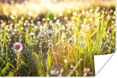 Produktbild von MuchoWow® Poster Gras - Blumen - Frühling 90x60 cm - Schlafzimmer