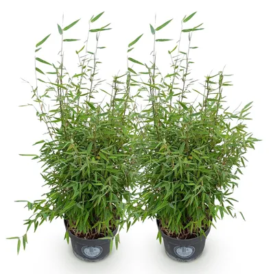 Image de Green boutiQ - Grassen - Fargesia nitida Red Dragon - Niet Woekerende Bamboe - Bladhoudend - Groen - 2 Planten - Pot 23 cm - Hoogte 80 cm