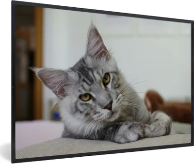 Produktbild von MuchoWow® Gerahmtes Poster Eine liegende graue Maine Coon Katze 90x60 cm - Poster mit Schwarzem Bilderrahmen Wandposter Rahmen Foto Bilder - Fotorahmen - Foto-Plakat