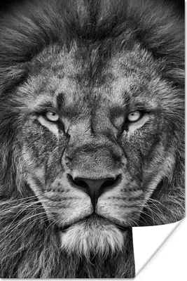 Produktbild von MuchoWow® Poster Tiere - Löwe - Schwarz - Weiß - Porträt 80x120 cm - Papierdruck