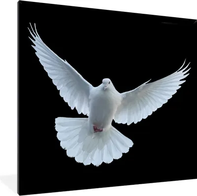 Produktbild von MuchoWow® Gerahmtes Poster Taube - Vogel - Schwarz - Weiß - Porträt 40x40 cm - Poster mit Schwarzem Bilderrahmen Wandposter Rahmen Foto Bilder - Mit Rahmen - Wanddekoration Schlafzimmer