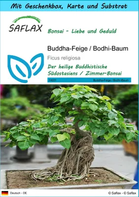 Produktbild von SAFLAX Geschenk Set - Buddha-Feige / Bodhi-Baum - Ficus religiosa - 100 Samen - Mit Geschenkbox, Versandaufkleber, Geschenkkarte und Anzuchtsubstrat