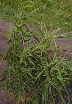 Produktbild von Hanfweide - Korbweide - Flechtweide - Salix viminalis 60-100