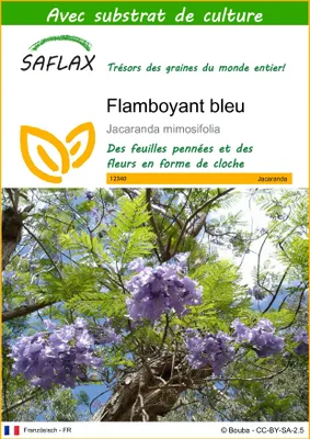 Image de SAFLAX  - Flamboyant bleu - 50 graines - Avec substrat - Jacaranda