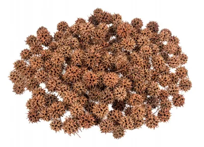 Produktbild von Amberbaum Zapfen im Beutel mit 250g, Größe ca. 2-3cm | Liquidambar styraciflu