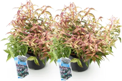 Produktbild von Traubenheide Leucothoe Makijaz 2 Pflanzen 17cm Höhe 45cm Immergrün winterhart