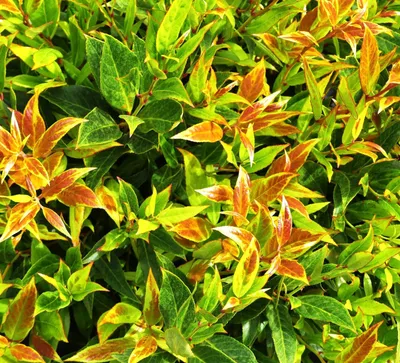 Produktbild von Traubenheide / Traubenmyrte 'Leucothoe Simsalabim Walteri' 30 - 40 cm