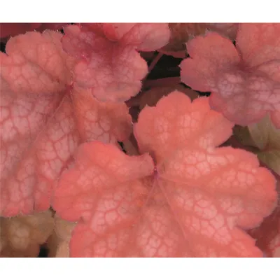Produktbild von Heuchera "Amber Lady" - Purpurglöckchen "Amber Lady" im Topf 12 cm - 12cm