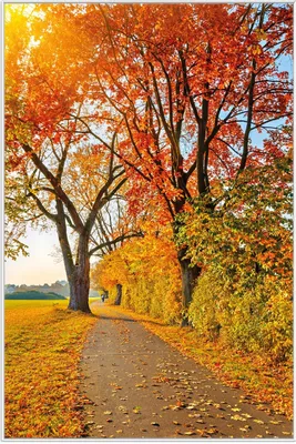 Produktbild von Wallario Wandbild Herbstlicher Waldweg mit buntem Laub, Größe: 61 x 91,50 cm, Poster mit weißem Aluminiumrahmen