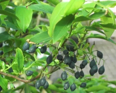 Produktbild von Vaccinium arctostaphylos - wilde Heidelbeere - 15-20 cm