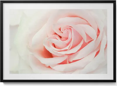 Produktbild von Nahaufnahme von Rosenblüten– Wandbild mit Rahmen – Gerahmtes Bild  – Wanddekoration – 100x70 cm –  Schwarz Rahmen