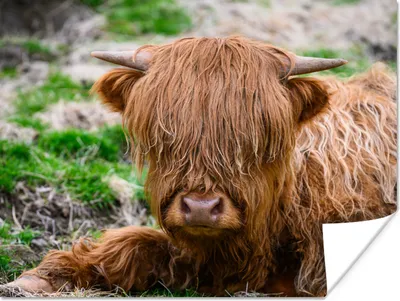 Produktbild von MuchoWow® Poster Schottischer Highlander - Heu - Gras 120x90 cm - Wandbild