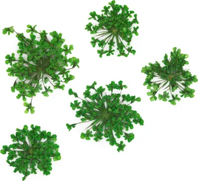 Image de MollyLac - Fleurs vertes séchées pour ongles, 5 pièces