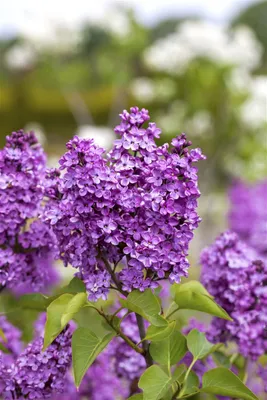 Produktbild von Syringa vulgaris 'Katharine Havemeyer', Flieder, lila, 60–80 cm