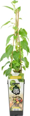 Image de Bloomique - Actinidia Arguta Issai - Kiwiberry - Plantes fruitières - Plantes jardin - Rustique - Hauteur 50-70 cm - Pot 15 cm