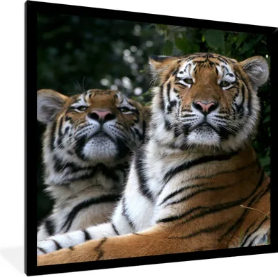 Produktbild von MuchoWow® Gerahmtes Poster Tiger - Wald - Köpfe 40x40 cm - Poster mit Schwarzem Bilderrahmen Wandposter Rahmen Foto Bilder - Mit Rahmen - Wanddekoration Schlafzimmer