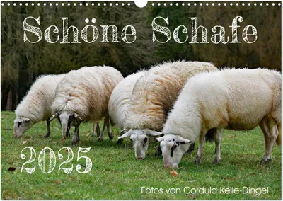 Produktbild von Schöne Schafe (Wandkalender 2025 DIN A3 quer), CALVENDO Monatskalender