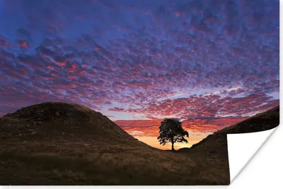 Produktbild von MuchoWow® Poster Der Sycamore Gap Tree am Hadrianswall mit farbigem Himmel 60x40 cm - Schlafzimmerdekoration