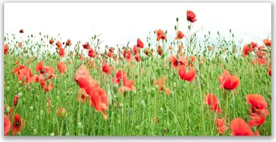 Produktbild von Glasbilder 140x70 Wandbild Druck auf Glas Mohnblumen Natur